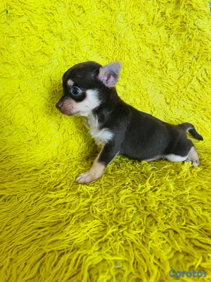 animales y mascotas - El mozo cachorro chiguagua  4
