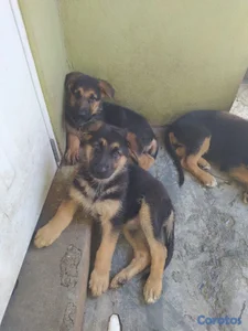 Perros pastor alemán 