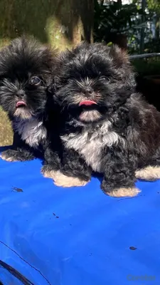 animales y mascotas - hermosos cachorritos shitzu toy 3
