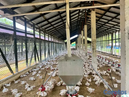 solares y terrenos - finca de criadero de animales en maimon 3