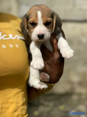 animales y mascotas - hermosos cachorritos de beagle ambos sexo 4