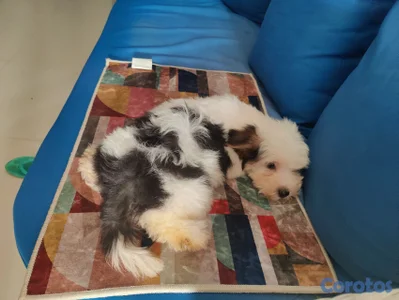hermoso cachorro shihpoo, poodle, chipo