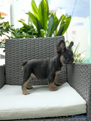 animales y mascotas - OFERTA EXOTICO CACHORRO BULLDOG FRANCÉS MACHO FLUFFY  4