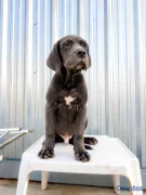 animales y mascotas - cane corso 