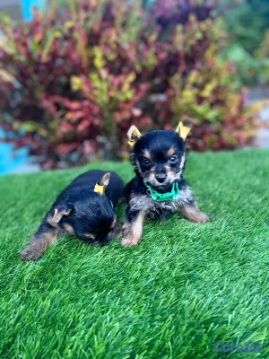 animales y mascotas - Cachorros Yorkies🐾🤍☺️ 2