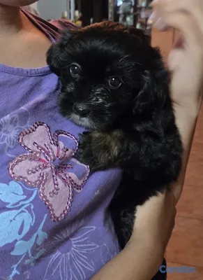 animales y mascotas - shihpoo en venta  2