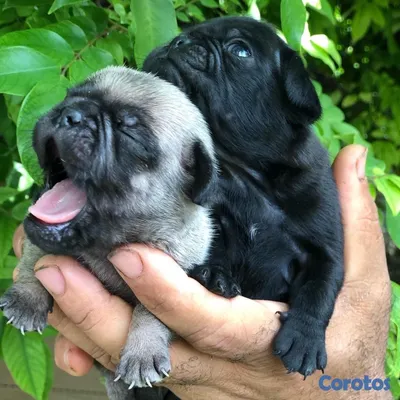 animales y mascotas - Cachorros Pugs 2