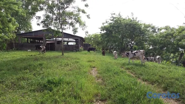 solares y terrenos - Venta de finca 474 tareas. Río San Juan-  Maria Trinidad Sanchez. 5