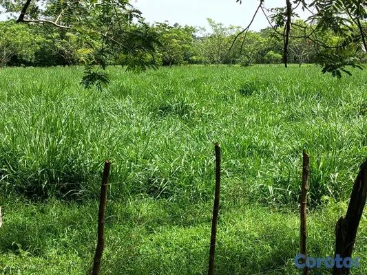 solares y terrenos - finca de 3000 tareas con vocación agrícola en Monte Plata  16