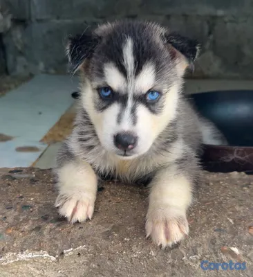 animales y mascotas - OFERTA CACHORRO HUSKY MACHO UBICADO EN SANTO DOMIN 3