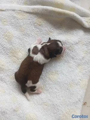 animales y mascotas - SHIPOO MACHO PARA APARTAR 4