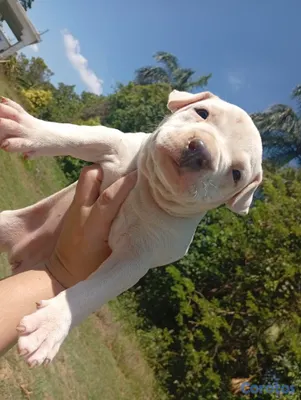 animales y mascotas - Cachorras Pitbull en venta  2