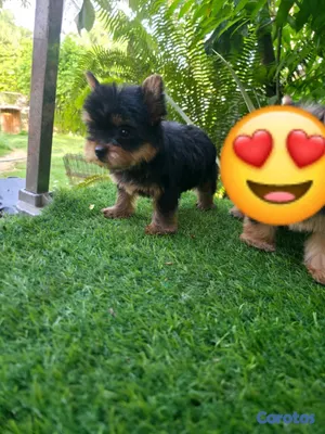 animales y mascotas - hermosos cachorritos de yorshire toy  2