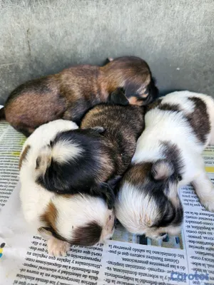 animales y mascotas - CACHORROS SHIH TZU 2