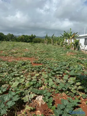 solares y terrenos - se vende en samana carretera playa ricon 8