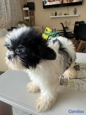 animales y mascotas - vendo cachorros shit tzu raza pura  7