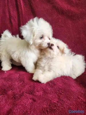 animales y mascotas - CACHORRAS MALTÉS DISPONIBLES 4