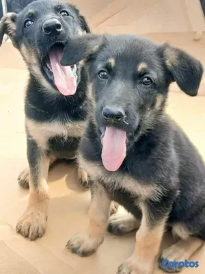 animales y mascotas - hermosos Cachorros pastor alemán  2