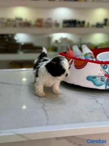hermosos cachorritos shitzu mini