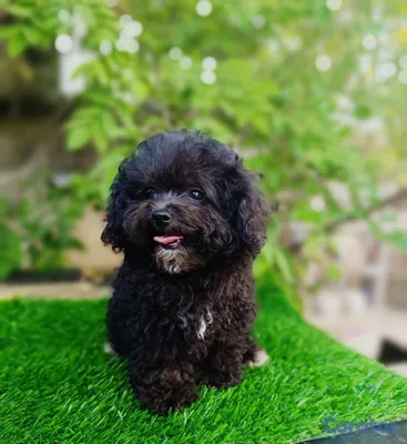 animales y mascotas - OFERTA CACHORRO POODLE TOY AMBO SEXO UBICADA EN SA 5