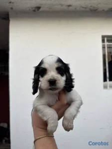 OFERTA CACHORRO COCKER SPANIEL AMBOS SEXO EN UBICA