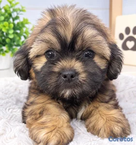 OFERTA CACHORRO SHIPOO HEMBRA EN UBICADO EN SANTO 