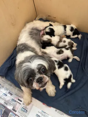 animales y mascotas - vendo cachorros shit tzu raza pura  12