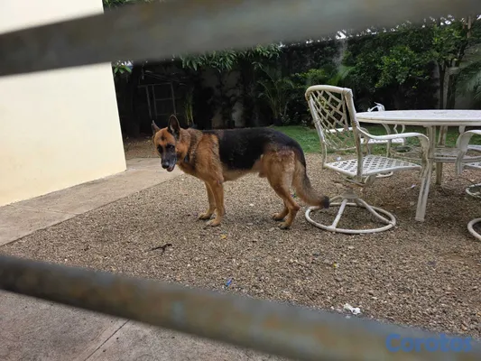 animales y mascotas - pastor alemán  2