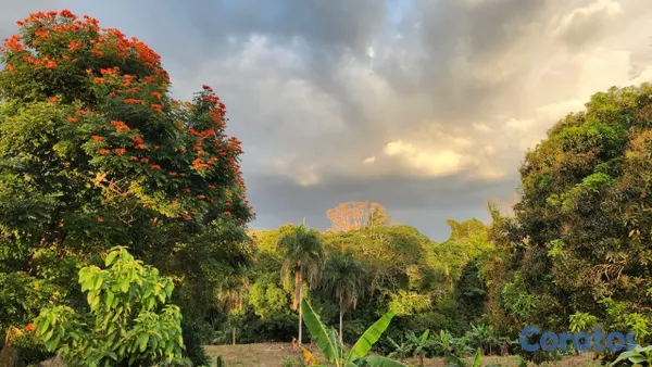 solares y terrenos - En Venta Finca Agricola en Villa Altagracia con Cacao, Aguacate y chinola 5