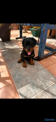 animales y mascotas - 🐾 Cachorros Rottweiler con Pedigree – Excelente Línea de Sangre 🐾 8