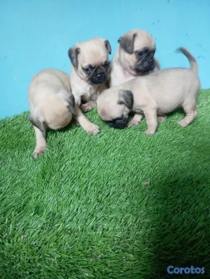 animales y mascotas - pug 2