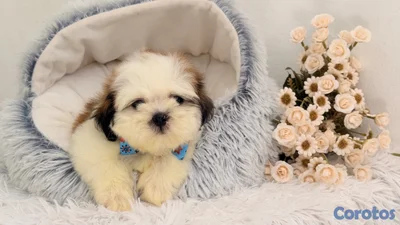 Shihtzu dos meses Ambos Sexos 