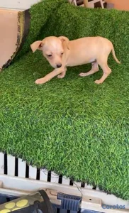 OFERTA CACHORRO CHIHUAHUA AMBOS SEXO UBICADO EN SA