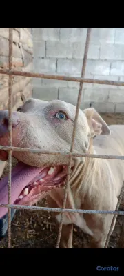 animales y mascotas - Cambio Pitbull Hembra Beige  4