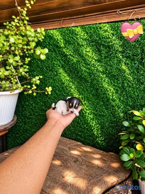 animales y mascotas - OFERTA CACHORRO CHIHUAHUA HEMBRA MINI UBICADO EN S 2