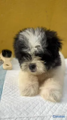 animales y mascotas - Especial de cachorro shipoo ambos sexo en santo do 3