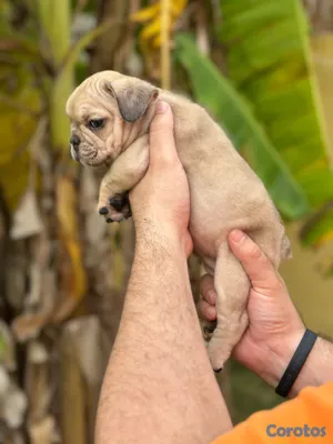 animales y mascotas - Bulldog frances hembras con pedigrí oferta 4