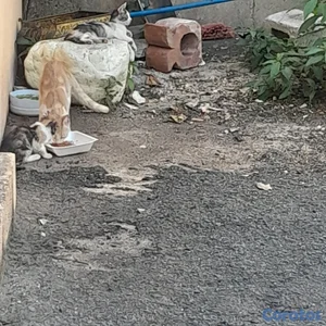 Regalo tres gatitos 