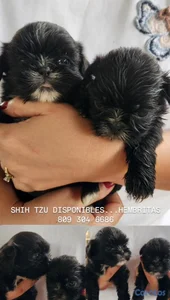 CACHORRAS SHIH TZU...HEMBRITAS 