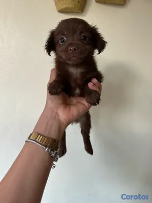 animales y mascotas - CHIHUAHUA MARIPOSA  11