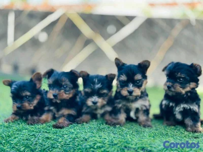 hermosos cachorritos de Yorshire mini