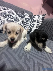 Cachorros Yorkie x Schnauzer
