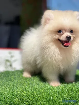 animales y mascotas - hermosos cachorritos pomerania mini  2