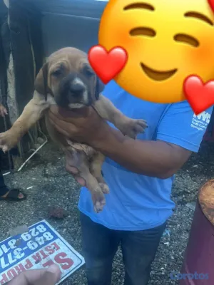 animales y mascotas - ESPECIAL DE CACHORRO FILA HEMBRA UBICADO EN SANTO  3