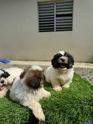 animales y mascotas - cachorro shipoo 3