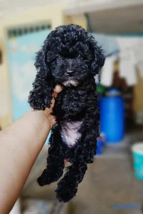 OFERTA CACHORRO POODLE TOY HEMBRA UBICADA EN SANTO