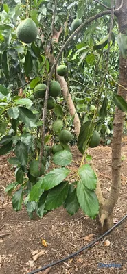 solares y terrenos - Terreno 98 tareas en Bani, Sembrada de aguacate  3
