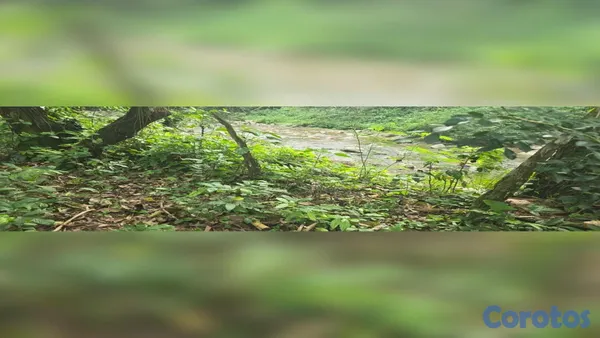 solares y terrenos - 🌿 ¡OPORTUNIDAD DE TERRENO EN BONAO, PRÓXIMO AL RÍO MASIPEDRO! 2