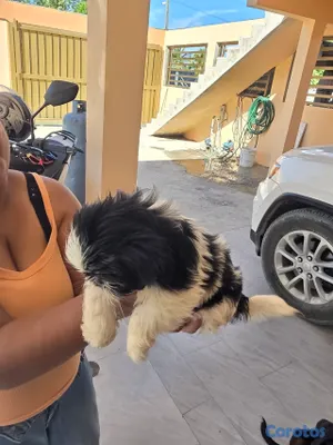 animales y mascotas - hermosas cachorras Shih Tzu 3