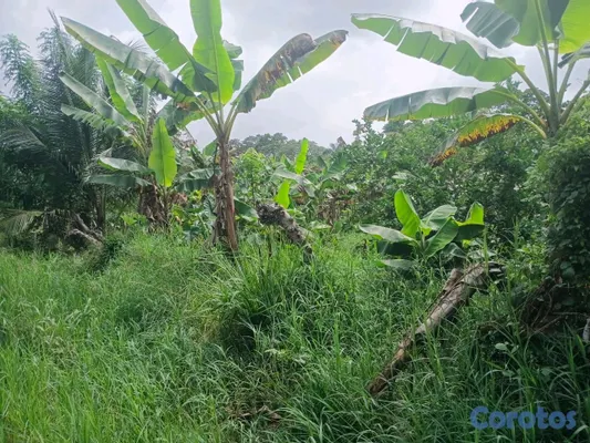 solares y terrenos - finca de 5 tareas en Monte Plata  4